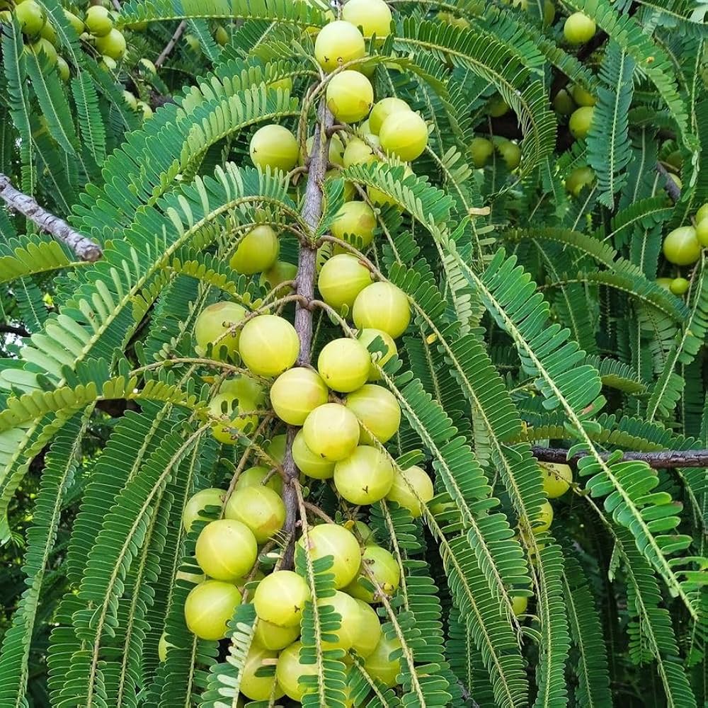 AMLA (N.A.7)